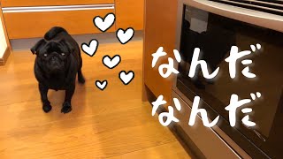 なぜかオーブンの前を陣取る黒パグ!! A black pug standing in front of the oven!