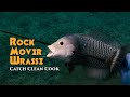 COOKED WITH SCALES ON! Rock Mover Wrasse - Catch and Cook - Spearfishing Hawaii