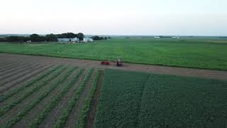 Swathing soybeans for dry hay