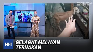 Gelagat Melayan Ternakan | MHI (24 Mac 2022)