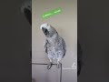 Having fun with Google #parrots #africangrey #animals #birds #cute #fun #funny #fyp #pets #lol #love