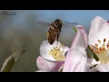 bees in slow motion pollinating apple blossoms