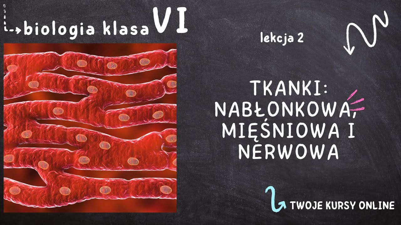 Biologia Klasa 6 [Lekcja 2 - Tkanki: Nabłonkowa, Mięśniowa I Nerwowa ...