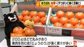 デコポンに続く王様に　熊本産「ゆうばれ」台湾へ初輸出