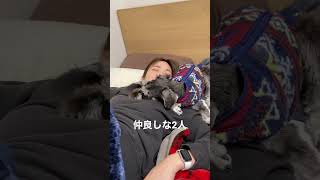 飼い主が大好きなミニチュアシュナウザー