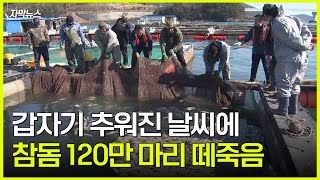 [단독]저수온에 120만 마리 떼죽음...\