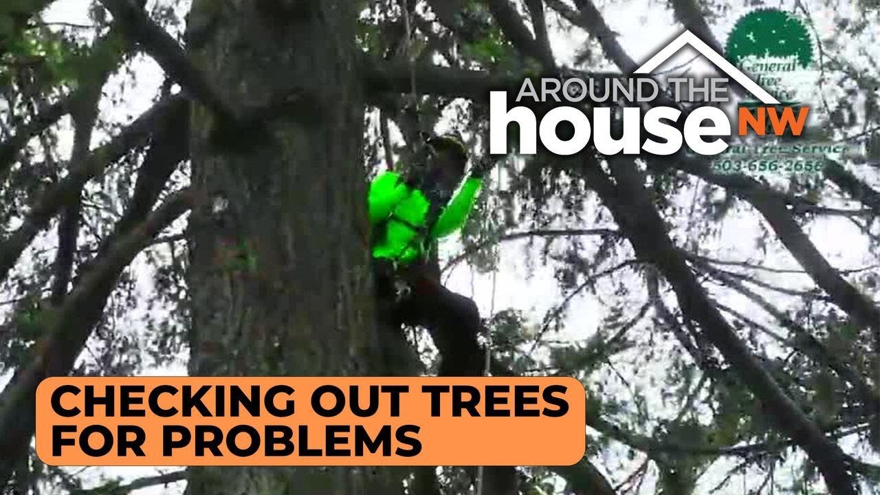 General Tree Service Youtube