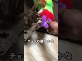 腹ペコ青虫対チョコ！！ チワワ shorts