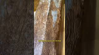 非常漂亮的一对小叶紫檀拆房老料风水柱，天然风化表皮！ #wood #woodworking