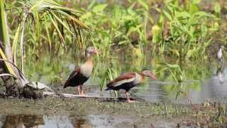 In Search of the Jabiru Stork