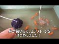 【金魚・らんちゅう】当歳魚6ヶ月目突入😄！スポンジフィルター再設置！☆21’ 12