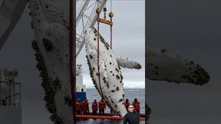 A great white humpback whale gets rid of barnacles #greatwhitewhale #humpbackwhale #shorts