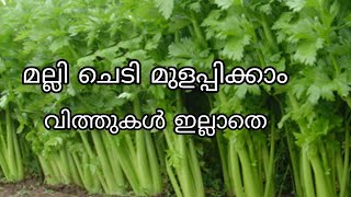 How to grow coriander at home. മല്ലി ചെടി വീട്ടിൽ തന്നെ ഈസിയായി ഉണ്ടാക്കാം