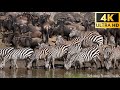 4K African Wildlife - Great Migration from the Serengeti to the Maasai Mara, Kenya - part 2
