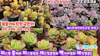 인천다육이사랑(2)홍매화.파스텔.웨스트레인보우.파랑새.모건뷰티.백카라철화.벤바디스.소인제금.매직쨈골드.레드핑클.독일샴페인.화이트엔젤.홍등