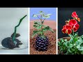 Plants Growing Time Lapse Compilation (484 Days)