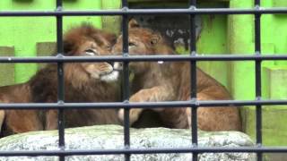 釧路市動物園　仲良しライオン親子