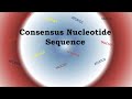 Consensus sequence | consensus nucleotide sequence in E.coli explained|