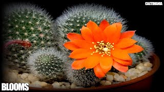 Rebutia Hoffmannii Cactus in Bloom - February 2019