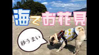 海でお花見してきたよ！【パグつくし/pug】