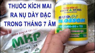 Các loại phân kích nụ mai dày đặt và cách dùng - cây thế nào mới nên kích nụ