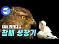 사계절을 관찰한 참매의 짝짓기부터 부화, 육아, 성장 과정