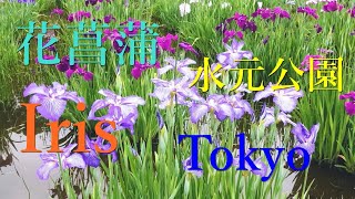 花菖蒲が満開の水元公園 Elegant flowers in Tokyo in early summer Iris Flower festival