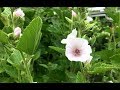 Why I Grow Marshmallow