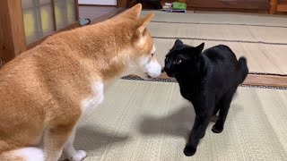 大好きな柴犬にちょっかいを出し続ける猫 Cat Teasing Dog