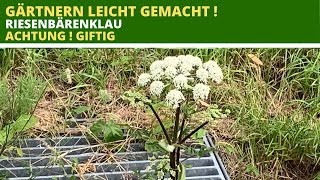 Riesenbärenklau Vorsicht ! Giftige Stauden ! Giftpflanze