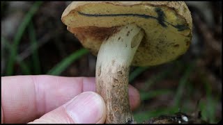 北海道 阿寒で念願のドクヤマドリに到達！ Hemileccinum venenatus 20240727