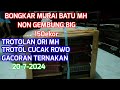 MH NON GEMBUNG RATUSAN EKOR DAN CUCAK ROWO TROTOL 20-7-2024