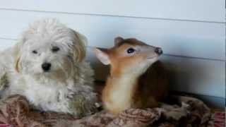 Our Maltipoo with our Muntjac Deer