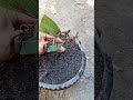 Arabic mango tree cuttings technique easy mango cuttings