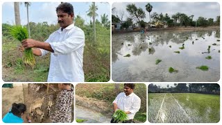 நமது வயலில் நாற்று நடுதல்! || விவசாயமே நமது நாட்டின் முதுகெலும்பு!