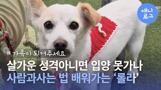 살가운 성격 아니면 입양 못 가나요… 사람과 사는 법 배워가는 믹스견 ‘롤라’