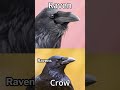 fascinating differences between ravens and crows revealed