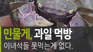 민물게 과일 껍질 먹이 먹방