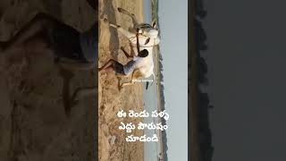 జక్కుల వెంకటేశ్వర్లు వారి రెండు పల్ల ఎద్దు #shorts #bulls #village