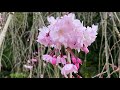 kirschblüten im kôrakuen okayama