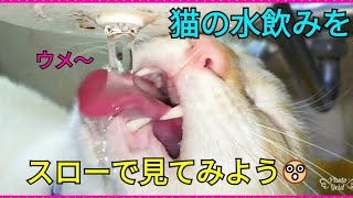 【猫の水呑みをスロー再生】猫が水を飲んでいたから高速撮影してスロー再生してみた😲 猫が水を飲む原理が気になる映像😲💦 20180202、猫