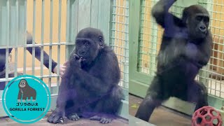 Baby gorilla Kintaro looks happy to see the keeper【Kyoto City Zoo】