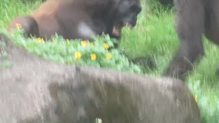 Gorilla Iriki is angry with Tayari. 02/10/2023