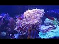 my magnifica anemone with the kessil 160we tuna sun led spot light over it.