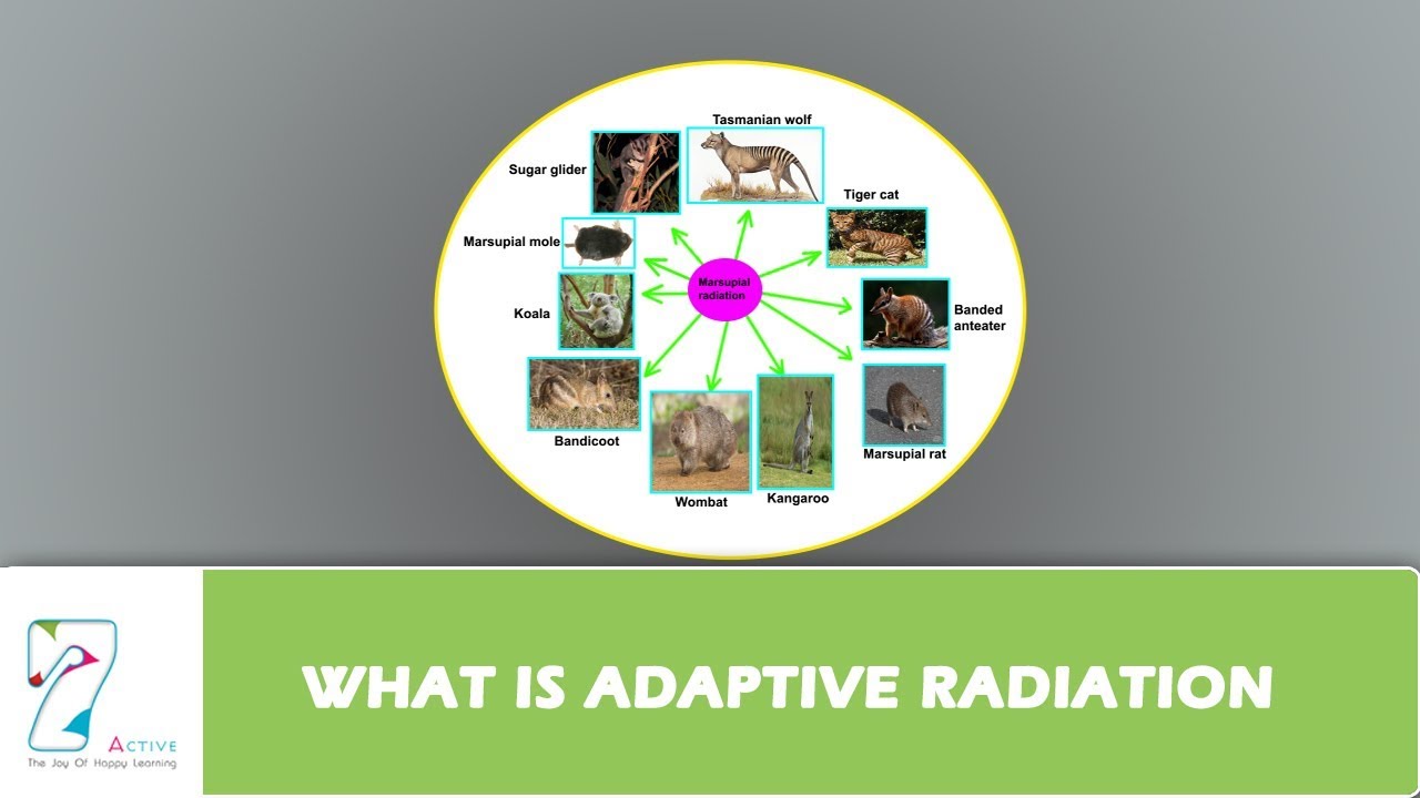 WHAT IS ADAPTIVE RADIATION - YouTube