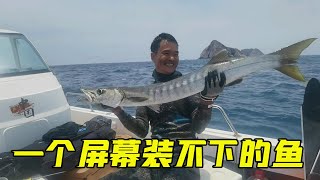 大深藍首次遭遇狼群之戰，海底18米大魚讓阿鋒膽怯逃離，打狼魚出氣【探海漁人】