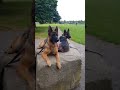 german shepherd gsd the most beautiful dogs shorts​