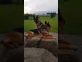 german shepherd gsd the most beautiful dogs shorts​