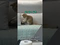 다이소 고양이 장난감 리뷰 고양이 고양이일상 고양이영상 cat 다이소