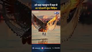 Unique Bird in Maha kumbh | महाकुंभ में कहां से आ गई इतनी सुंदर चिड़िया | #shorts #ytshorts